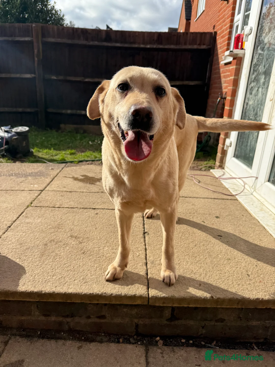Labrador Retriever dogs for sale: Loving Labrador looking for a new home - Advert 2