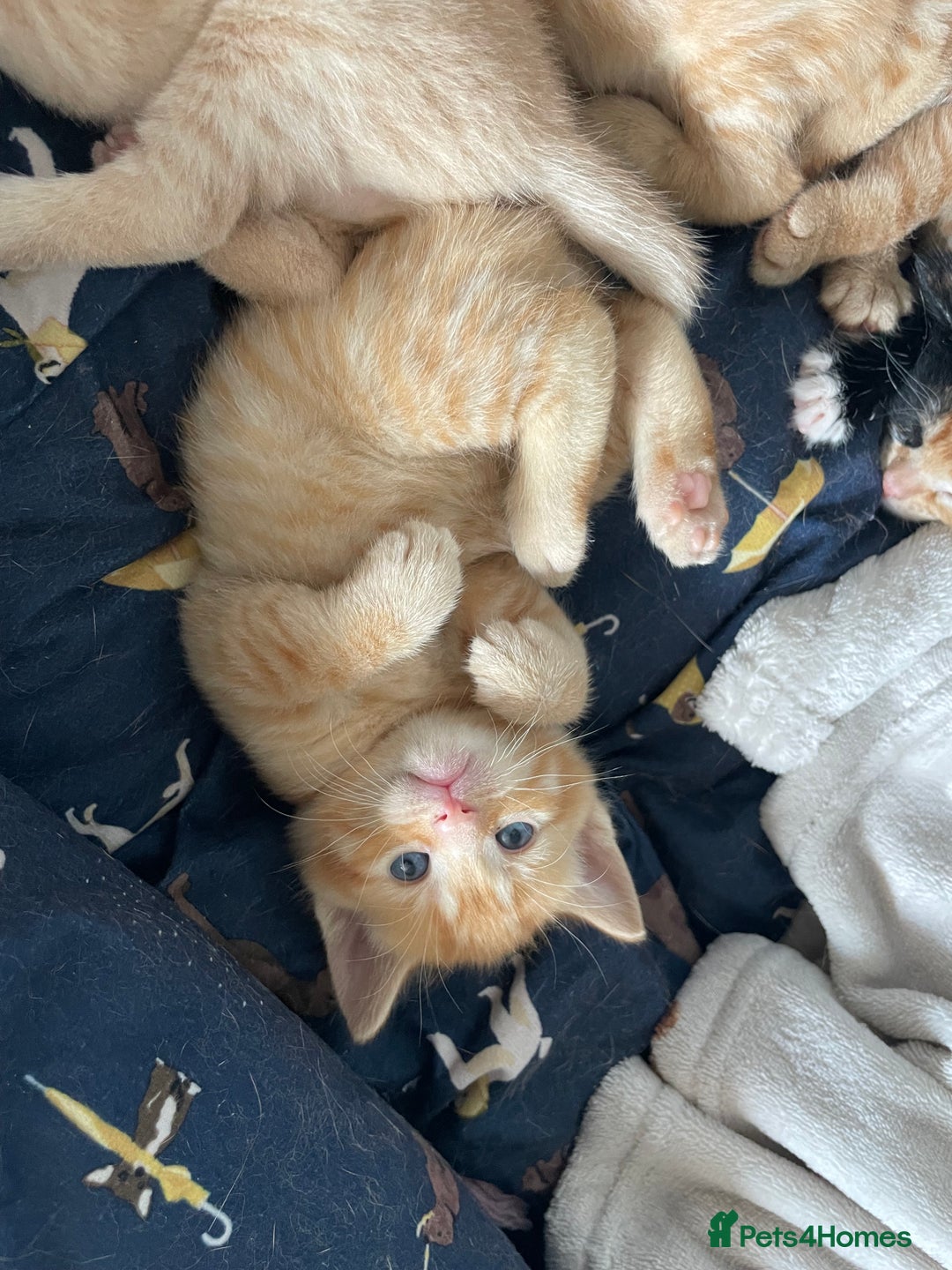 Mixed Breed cats for sale: Part Mainecoon Ginger Litter - Image 11