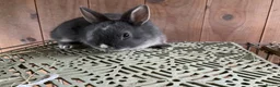 Netherland Dwarf rabbits for sale: Baby Netherland dwarf rabbits - Advert 3