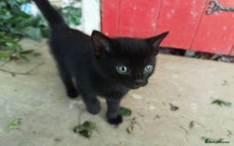 Mixed Breed cats for sale: Kittens - Image 3
