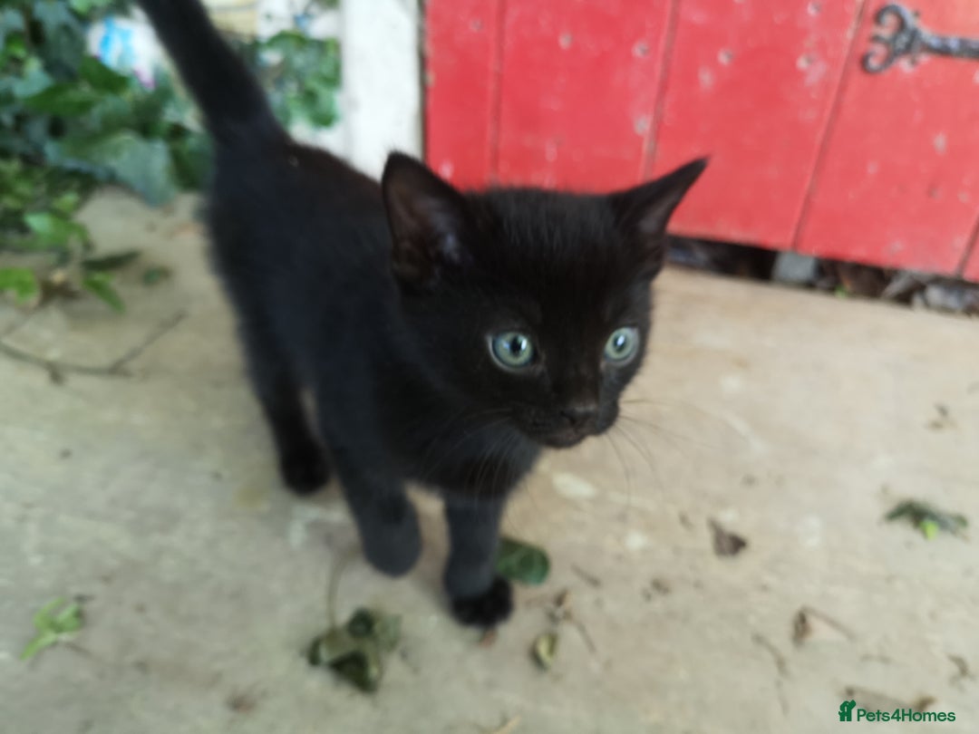 Mixed Breed cats for sale: Kittens - Image 3