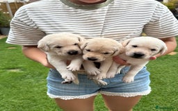 Labrador Retriever dogs for sale: Stunning KC Reg Yellow Labrador Puppies - Image 18