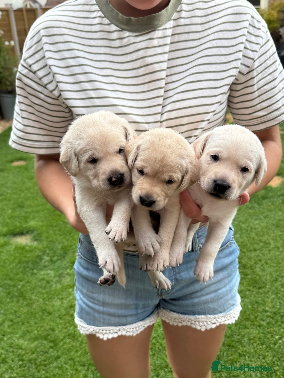 Labrador Retriever dogs for sale: Stunning KC Reg Yellow Labrador Puppies - Image 18