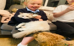 Ragdoll cats for sale: Female kitten become available! Pure Ragdoll in Derby - Image 12
