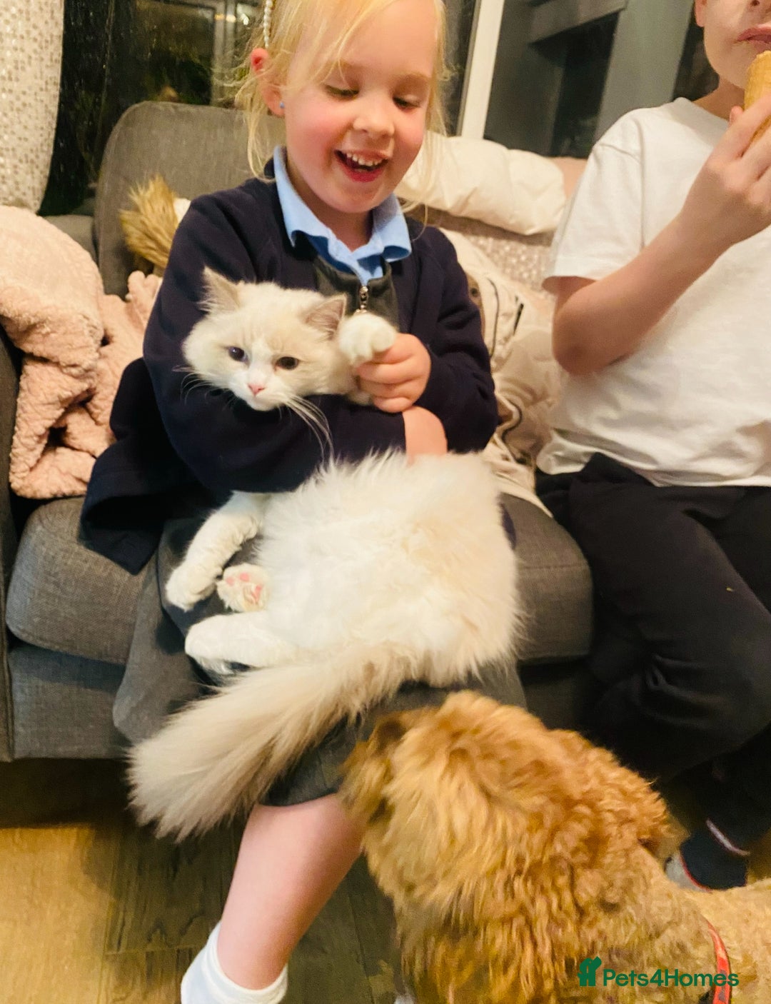 Ragdoll cats for sale: Female kitten become available! Pure Ragdoll in Derby - Image 12