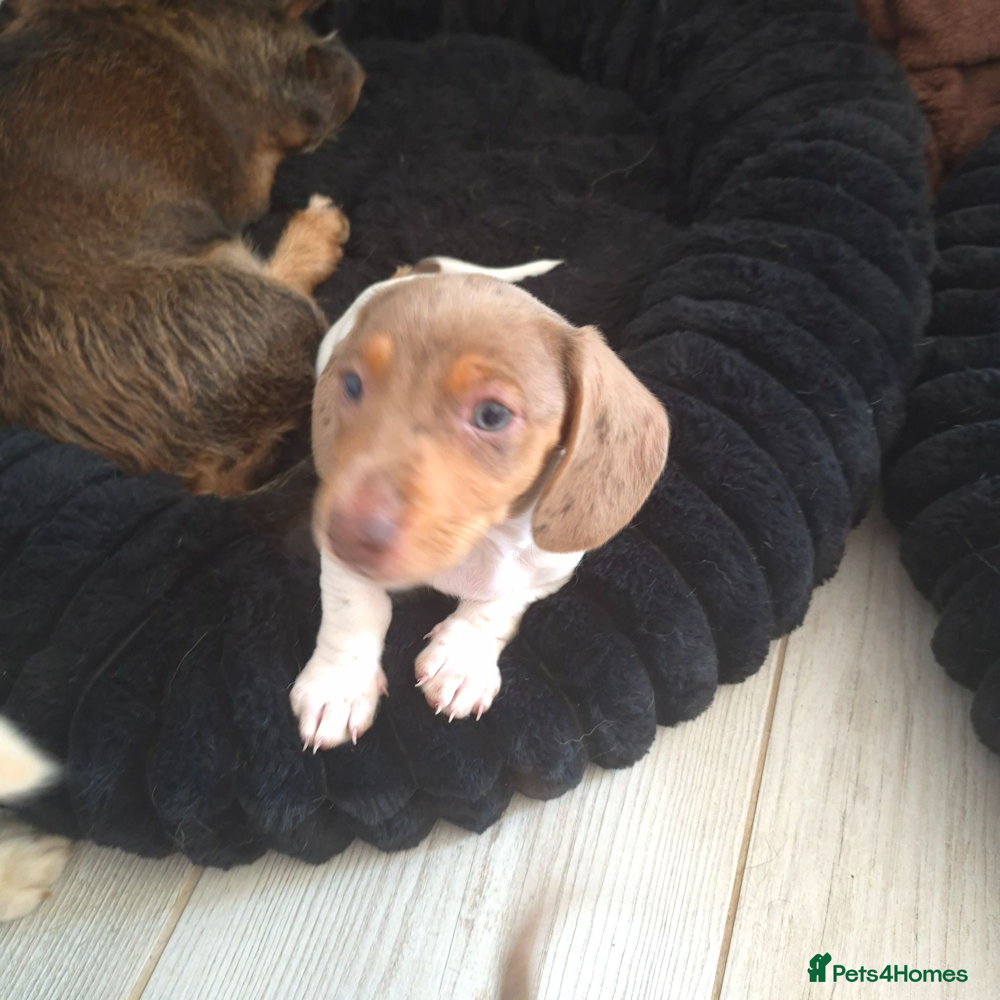 Dachshund dogs Miniature dachshund isabella dapple pied boy  - Advert 2