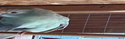 Parakeets birds for sale: Kakariki breeding pair - Advert 4