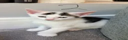 Mixed Breed cats for sale: MixedBreed Kittens Looking for Loving Homes - Advert 3