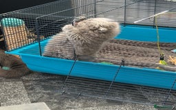 British Shorthair cats for sale: Gorgeous teddy BHS kitties from GCCF parents  - Image 10