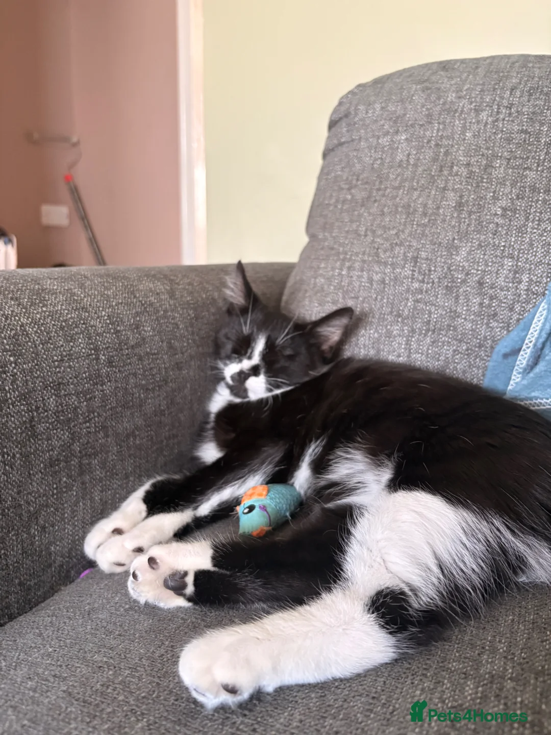 Domestic Shorthair cats for sale: Tuxedo girl - Advert 2