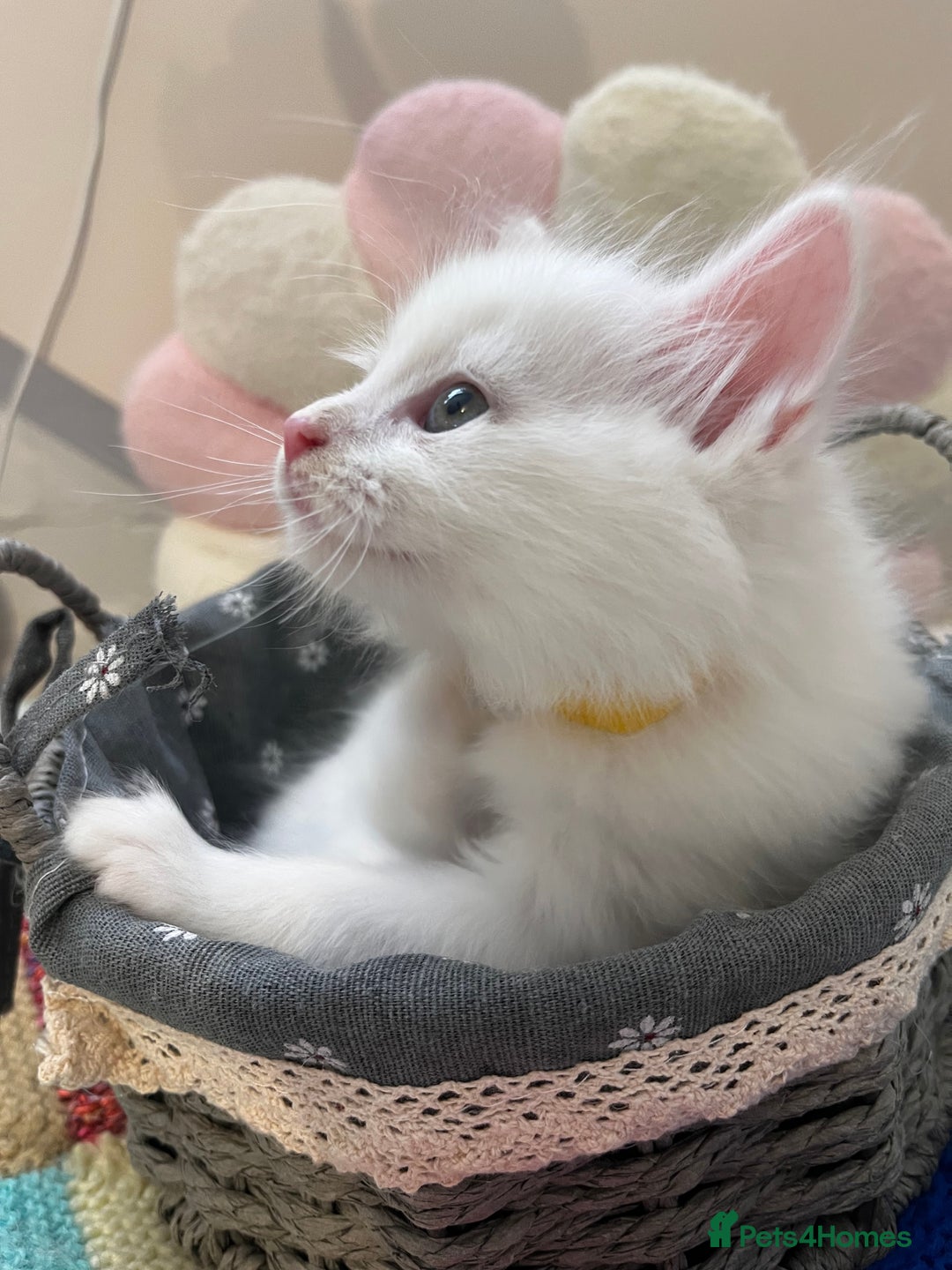 Turkish Angora cats for sale: Turkish Angora Longhair kittens - Advert 19