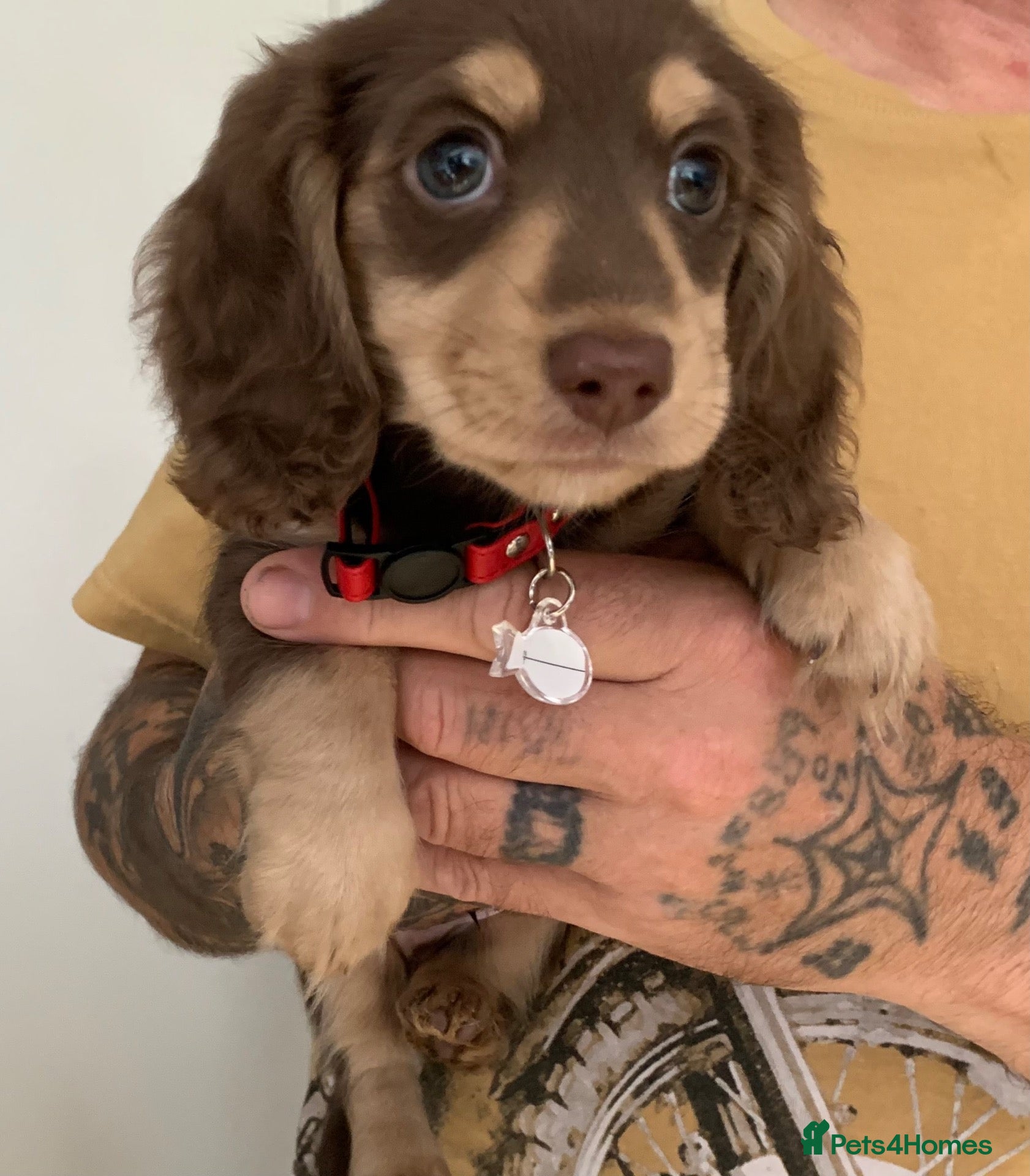 Dachshund dogs KC reg long hair dachshunds  - Advert 18