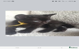 Bengal cats for sale: Black Bengal Kittens - Image 6