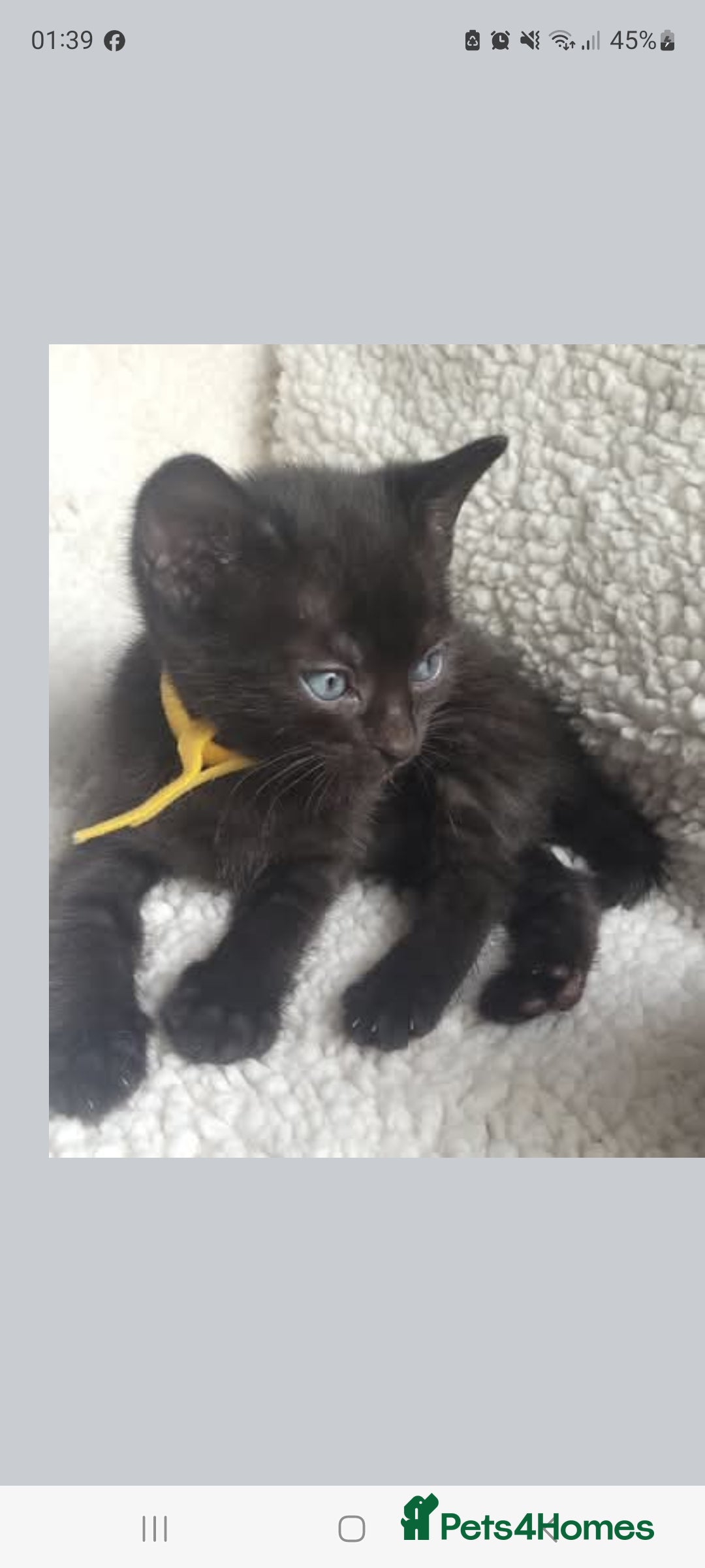 Bengal cats for sale: Black Bengal Kittens - Image 6