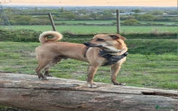 Mixed Breed dogs for adoption: Lovely Jack - Image 3