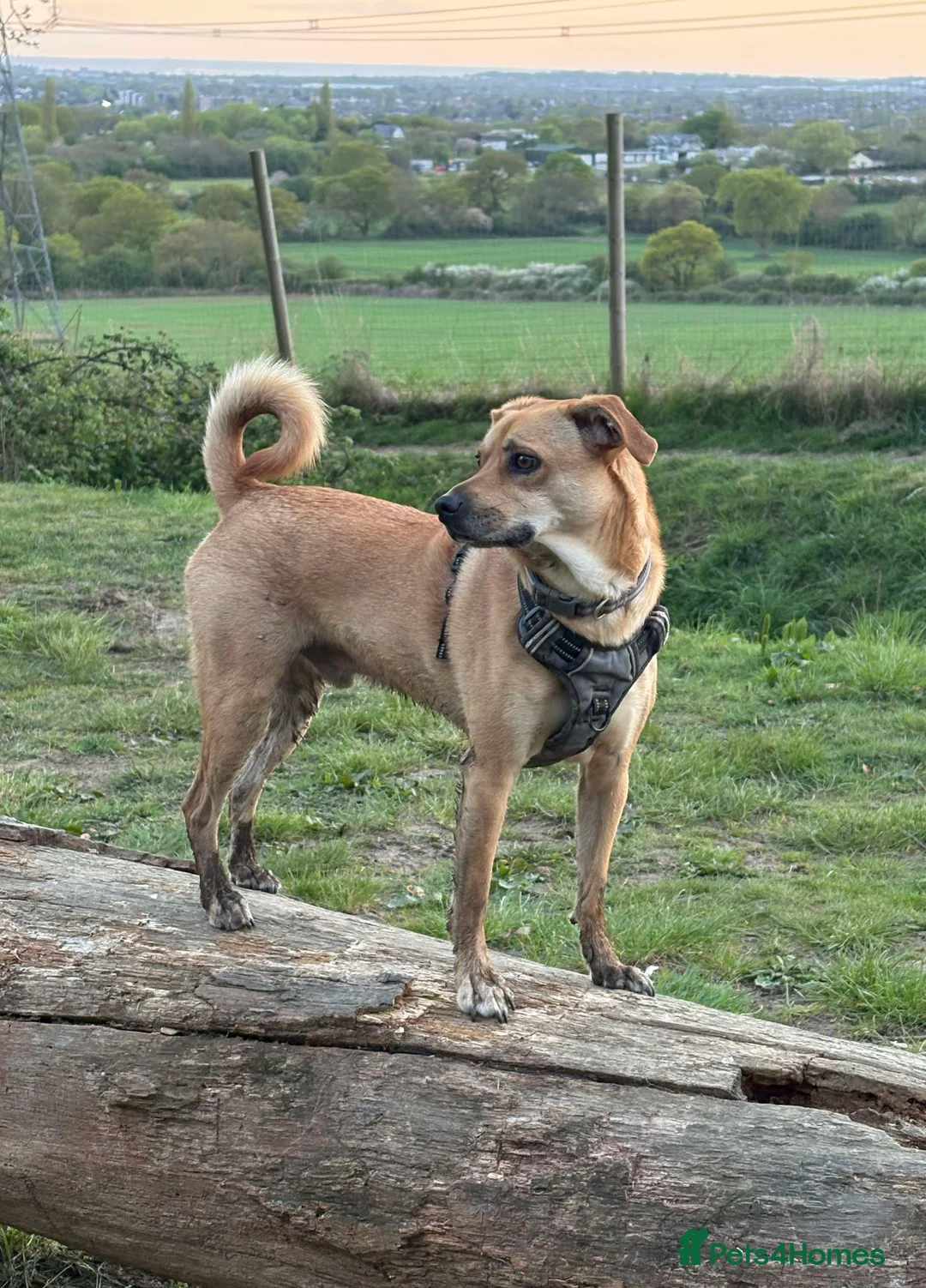 Mixed Breed dogs for adoption: Lovely Jack - Advert 3