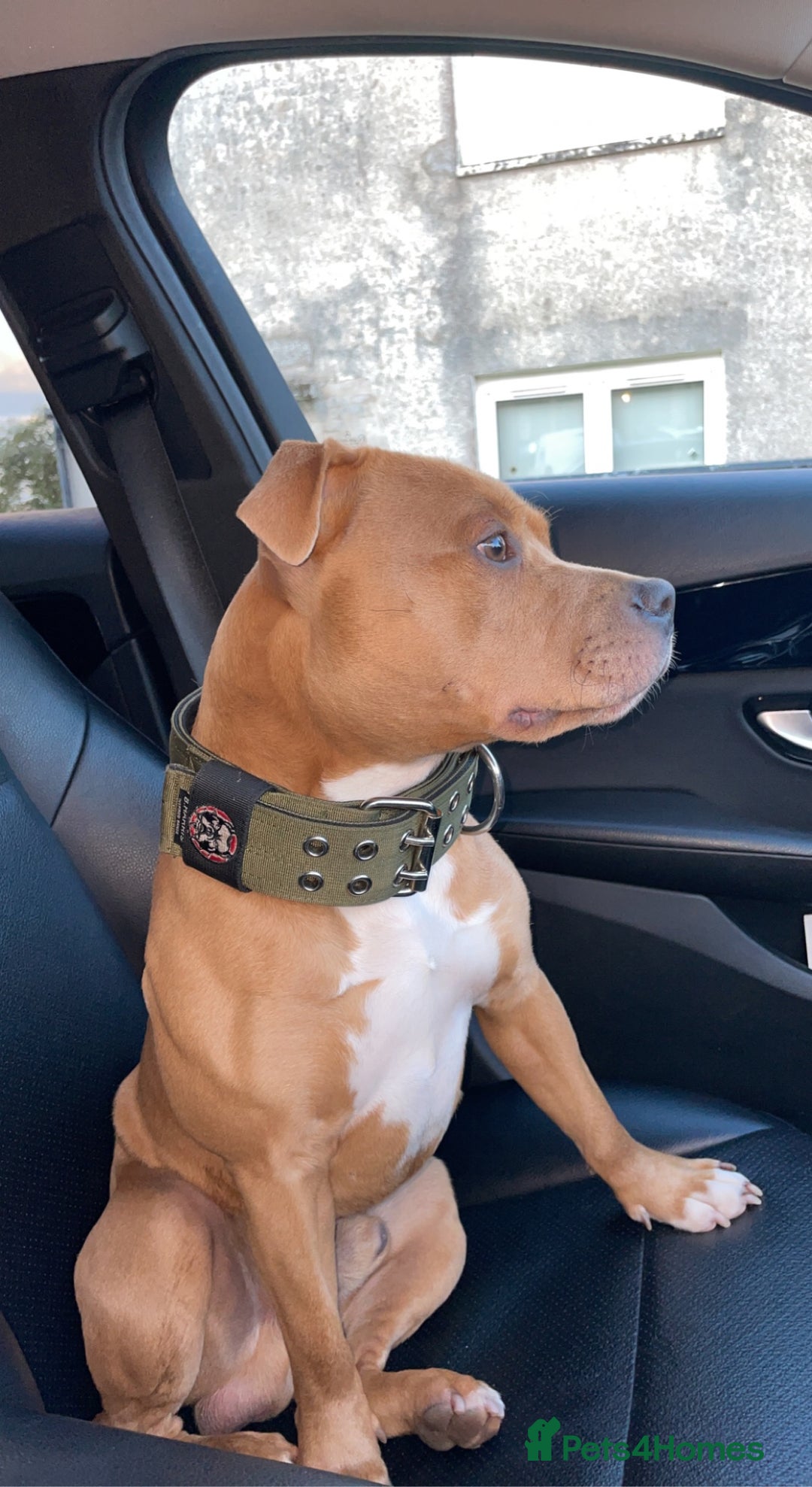 Staffordshire Bull Terrier dogs for stud: BLUE FAWN Staffordshire Bull Terrier Stud in Port Glasgow - Image 8