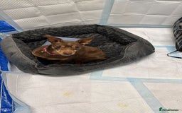Miniature Pinscher dogs for adoption: Johney 7 year mini pin meat trade survivor  - Advert 1