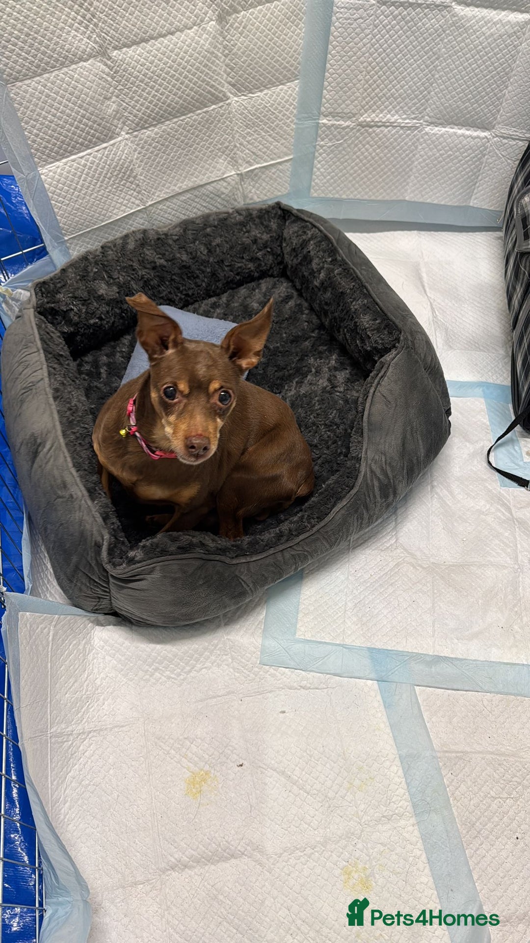 Miniature Pinscher dogs for adoption: Johney 7 year mini pin meat trade survivor  - Advert 1