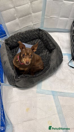 Miniature Pinscher dogs - Advert 1