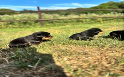 Rottweiler dogs for sale: Chunky Rottweiler puppies for sale  - Image 15