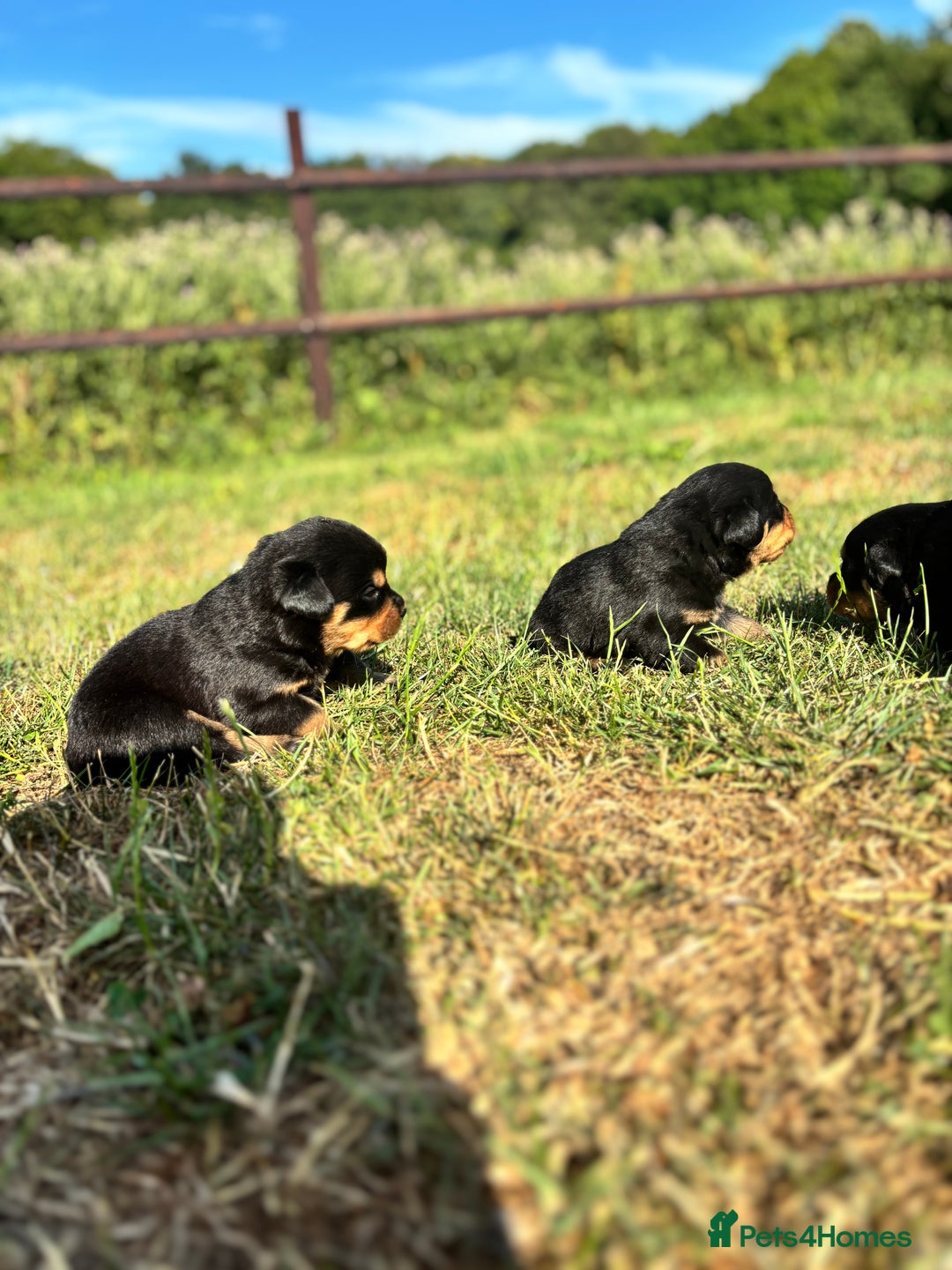 Rottweiler dogs for sale: Chunky Rottweiler puppies for sale  - Image 15