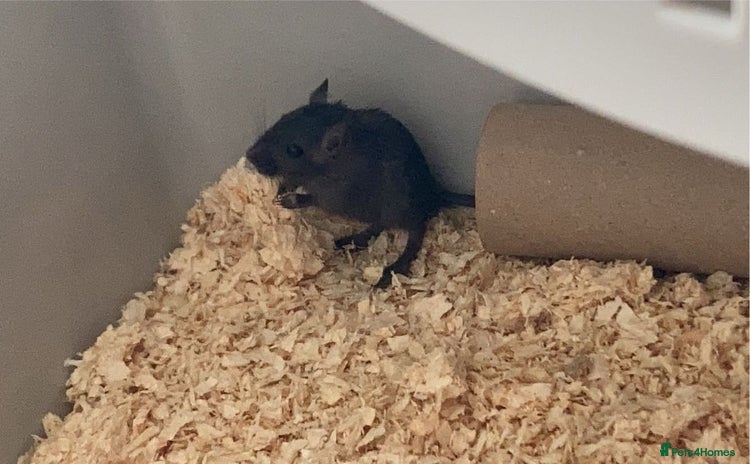 Gerbil rodents - Advert 2