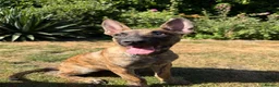 Belgian Shepherd Dog dogs for sale: Dutch Shepherd Puppies - Advert 20
