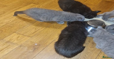 Scottish Fold cats - Advert 6