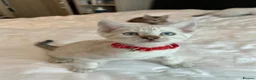 Bengal cats for sale: Stunning Bengal Kittens Ready for Reservation 😍 - Advert 23