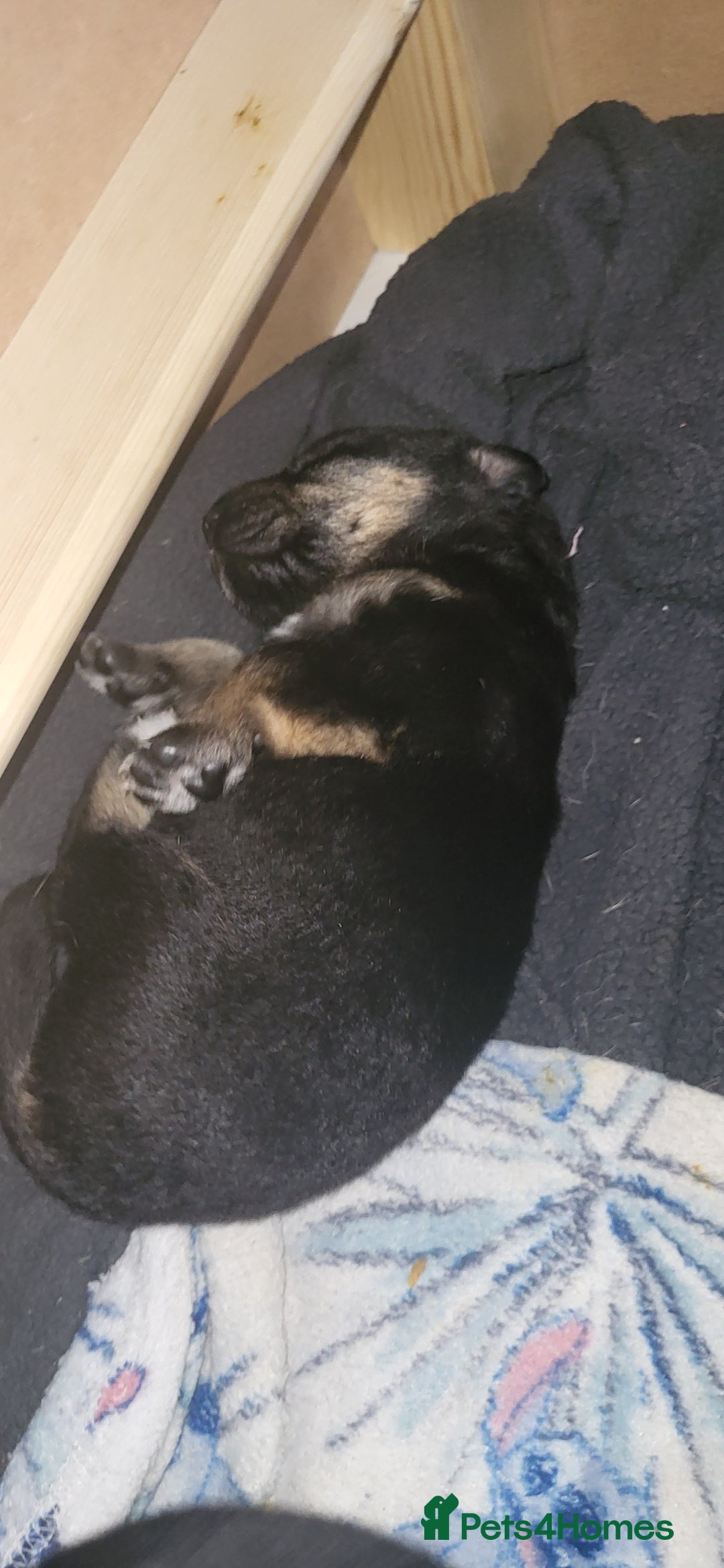 German Shepherd dogs for sale: 4 german shepherd puppy's available  - Image 9