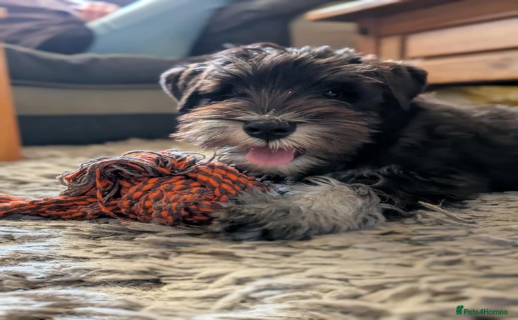 Miniature Schnauzer dogs in Dudley - Advert 9