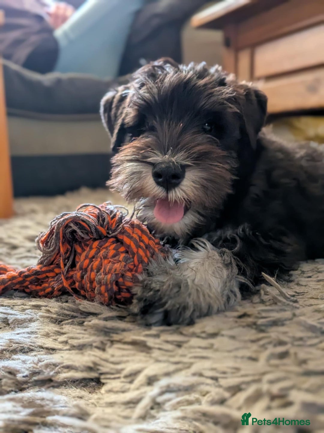 Miniature Schnauzer dogs for stud: PROVEN KC MINATURE SCHNAUZER FOR STUD    in Dudley - Image 1