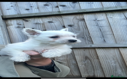 West Highland Terrier dogs for sale: West highland terrier puppies - Image 3