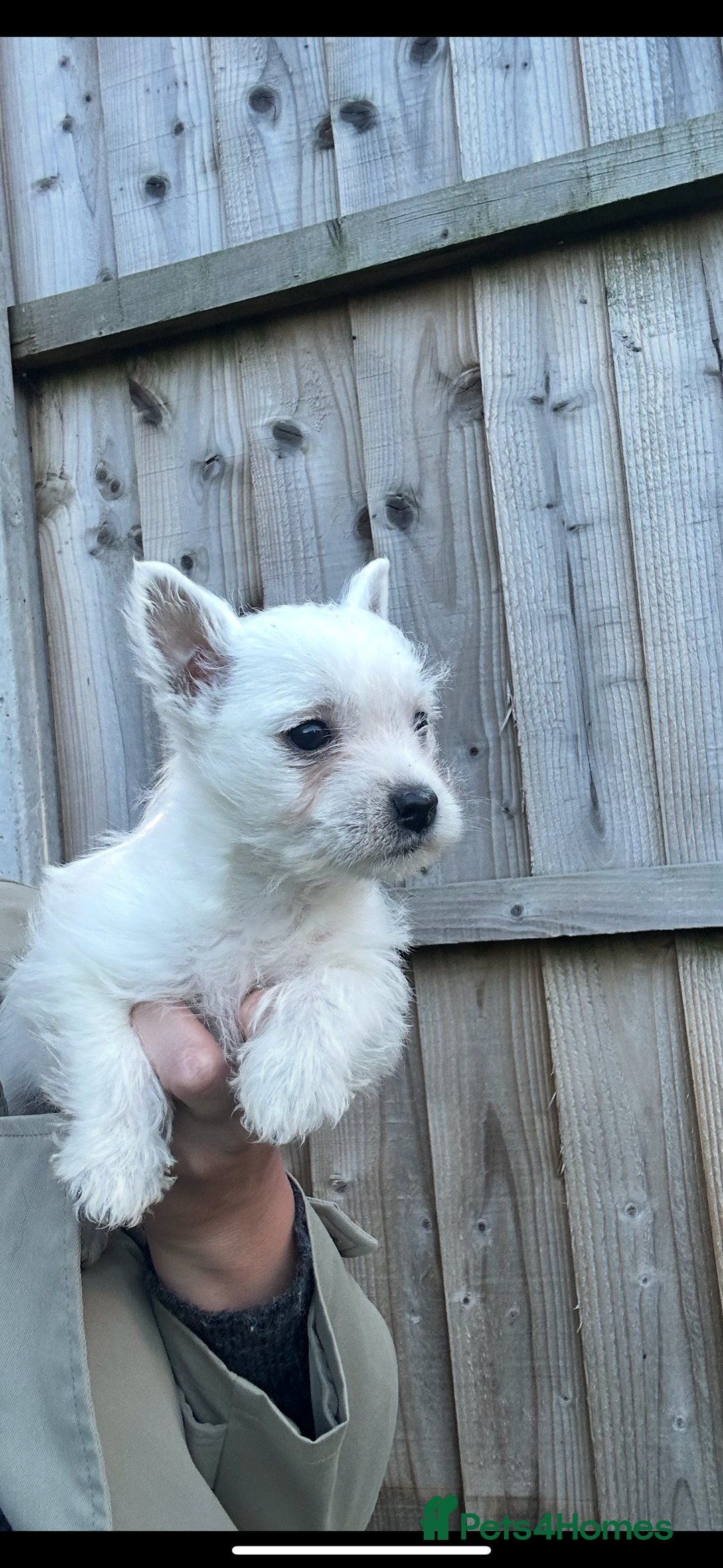 West Highland Terrier dogs for sale: West highland terrier puppies - Image 3