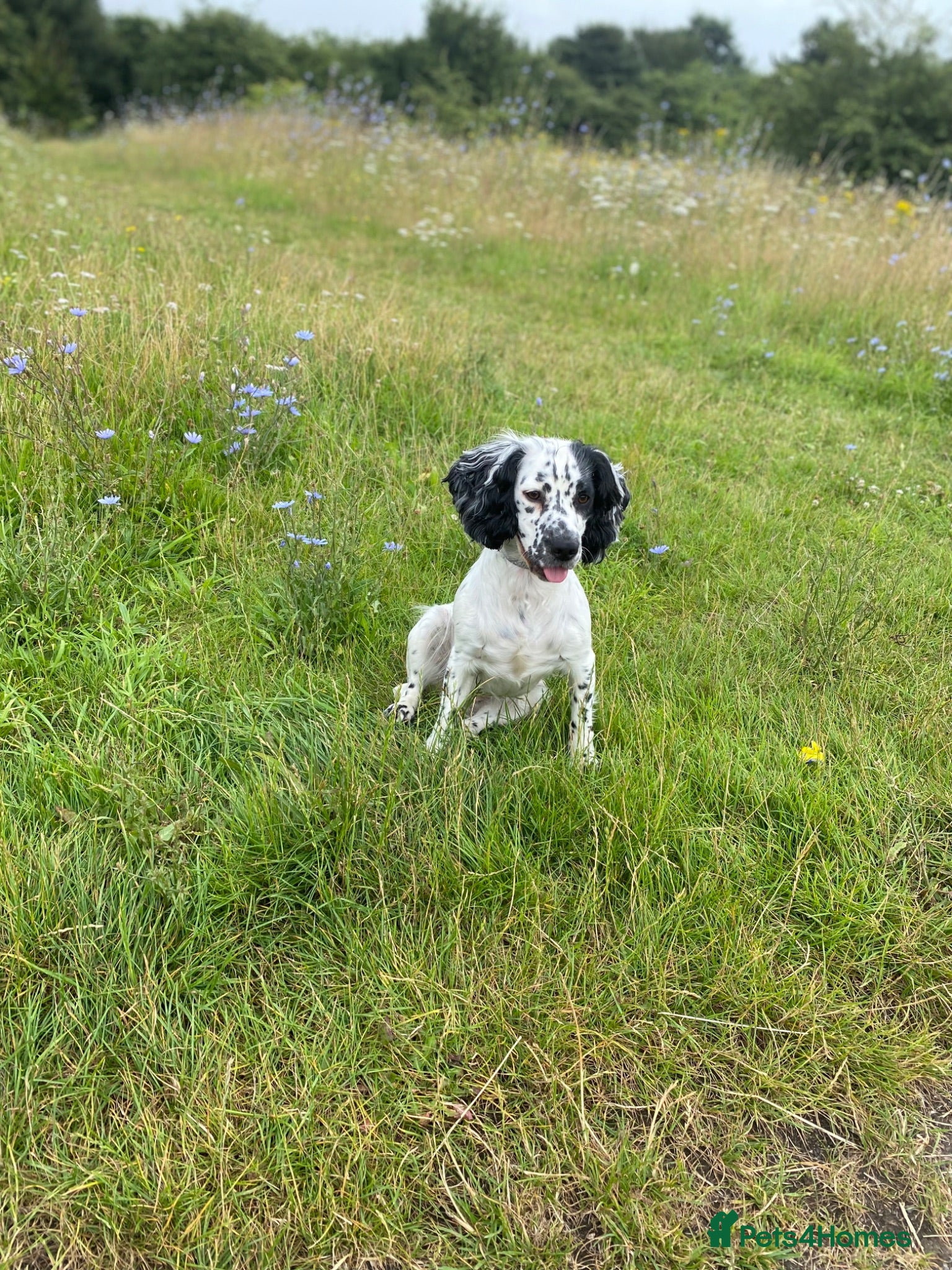 Cocker Spaniel dogs Kc registered working cocker spaniel puppies  - Advert 1