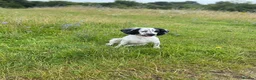 Cocker Spaniel dogs for sale: Kc registered working cocker spaniel puppies  in Rye - Advert 1