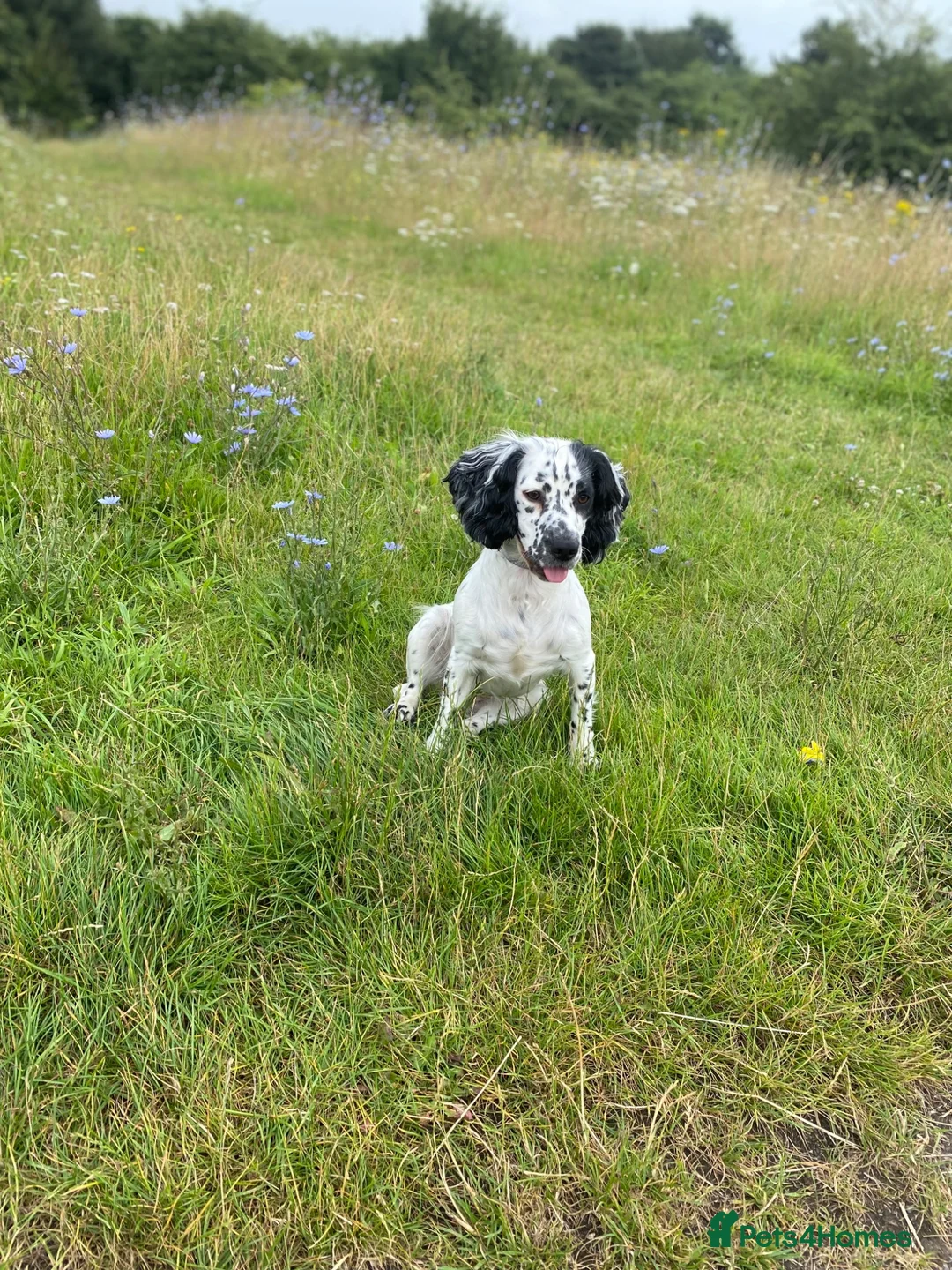 Cocker Spaniel dogs for sale: Kc registered working cocker spaniel puppies  in Rye - Advert 1