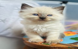 Ragdoll cats for sale: Stunning Rainbow of Ragdoll Kittens - Image 35