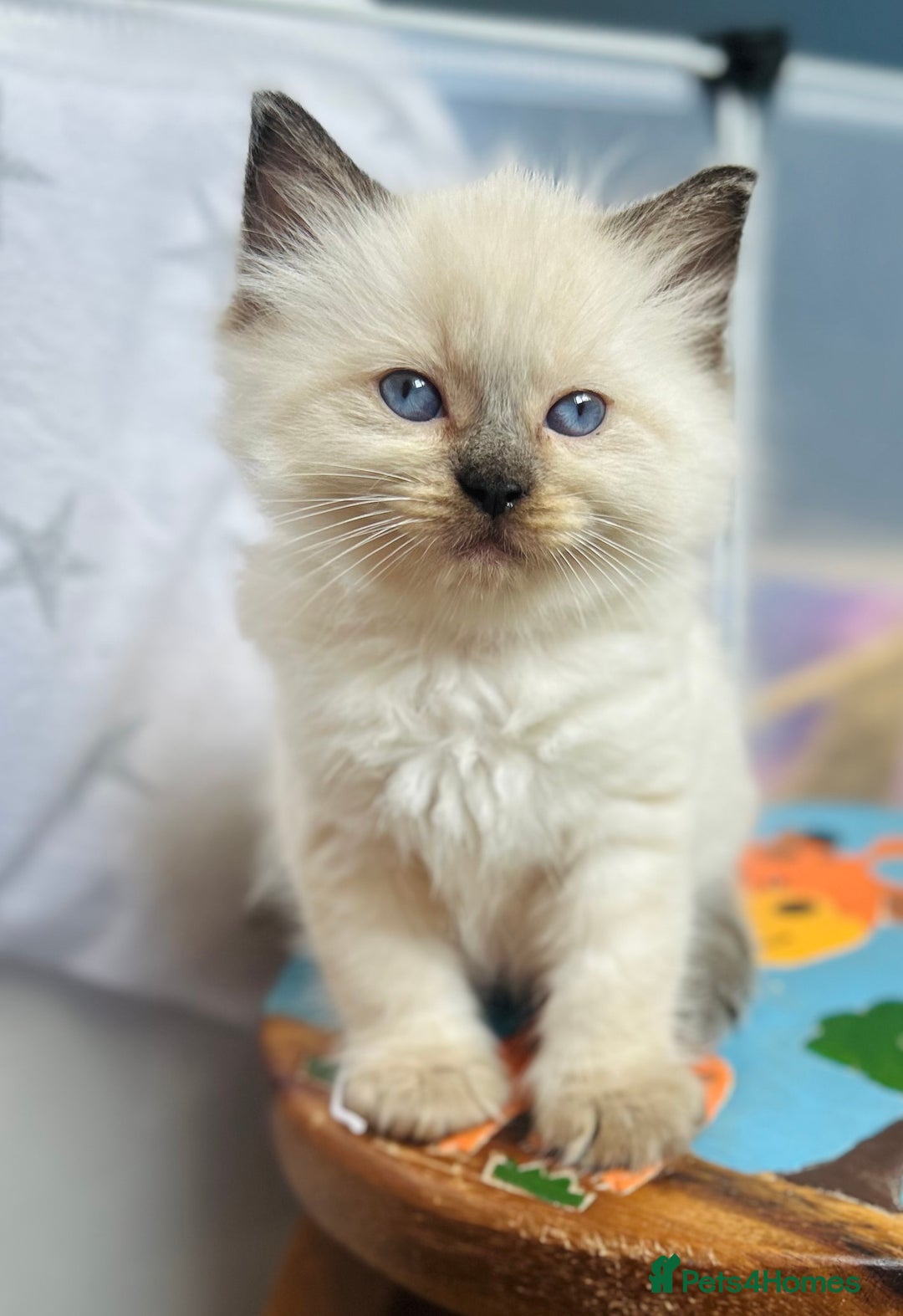 Ragdoll cats for sale: Stunning Rainbow of Ragdoll Kittens - Image 35
