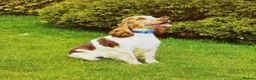 Cocker Spaniel dogs for sale: 2 Year old Cocker Spaniel Female - Advert 2
