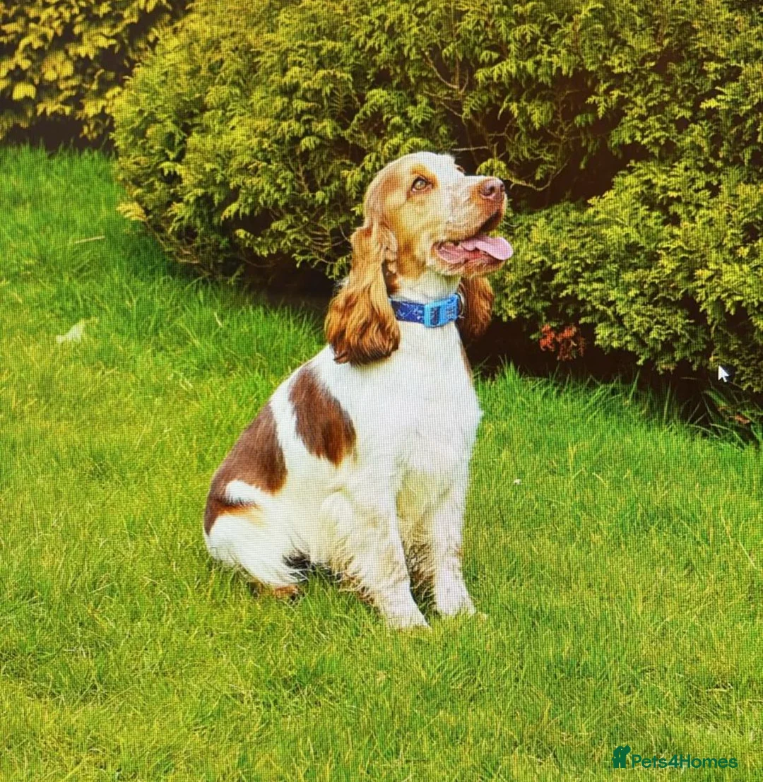 Cocker Spaniel dogs for sale: 2 Year old Cocker Spaniel Female - Advert 2