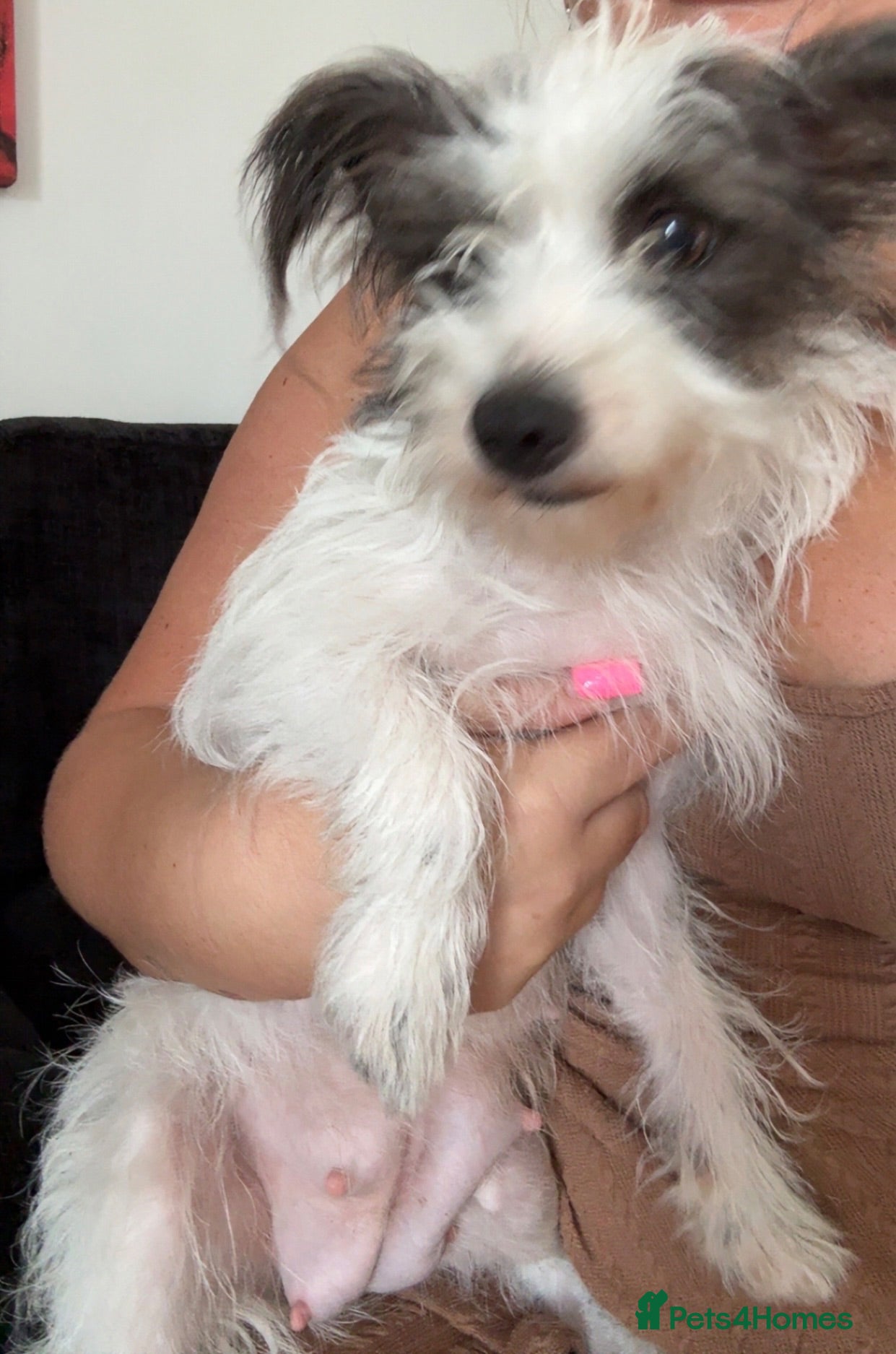 Mixed Breed dogs shih tzu x jack russell ready to leave  - Advert 2