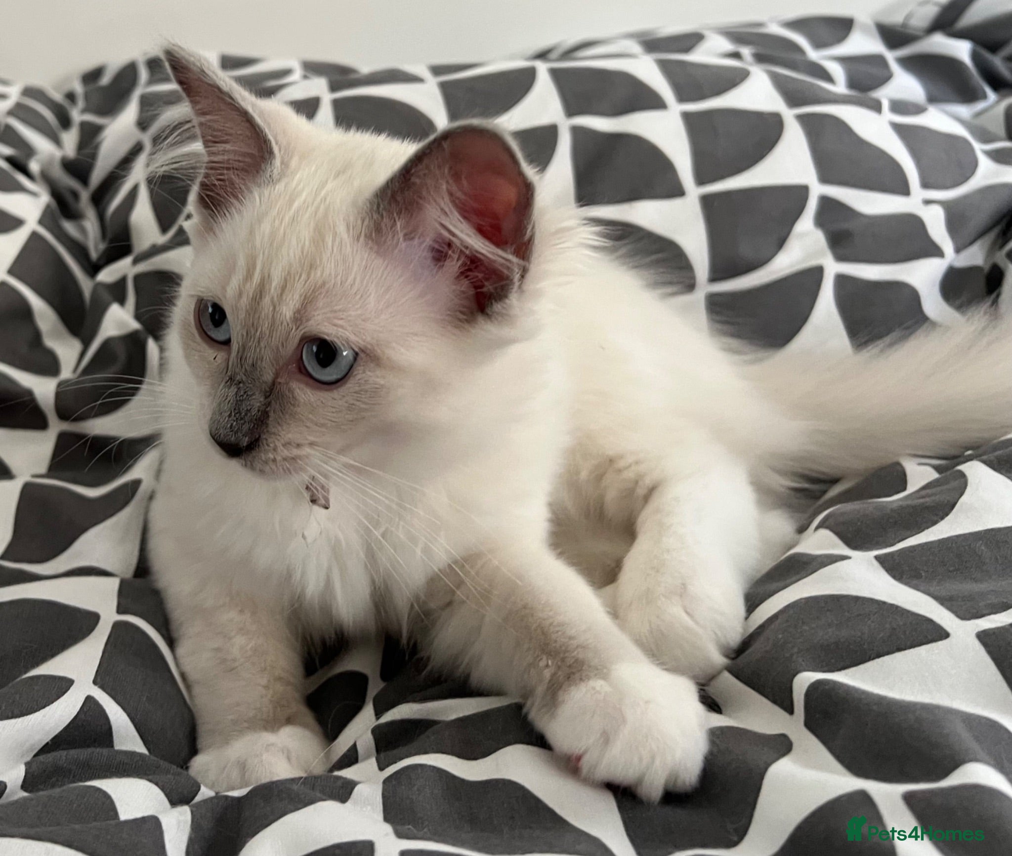 Ragdoll cats Blue Ragdoll kittens Health tested vet checked  - Advert 17