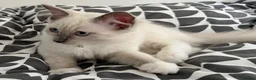 Ragdoll cats for sale: Last Blue Ragdoll kitten friendly health tested - Advert 1