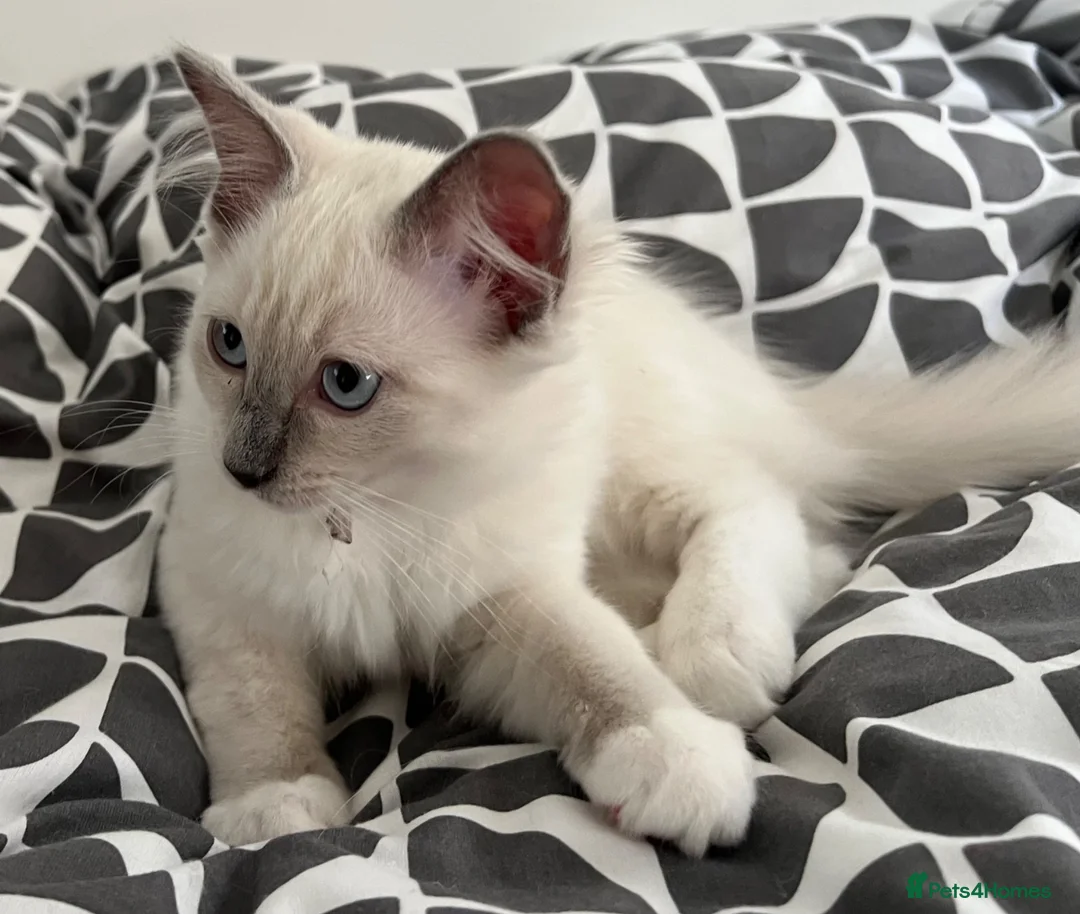 Ragdoll cats for sale: Last Blue Ragdoll kitten friendly health tested - Advert 1