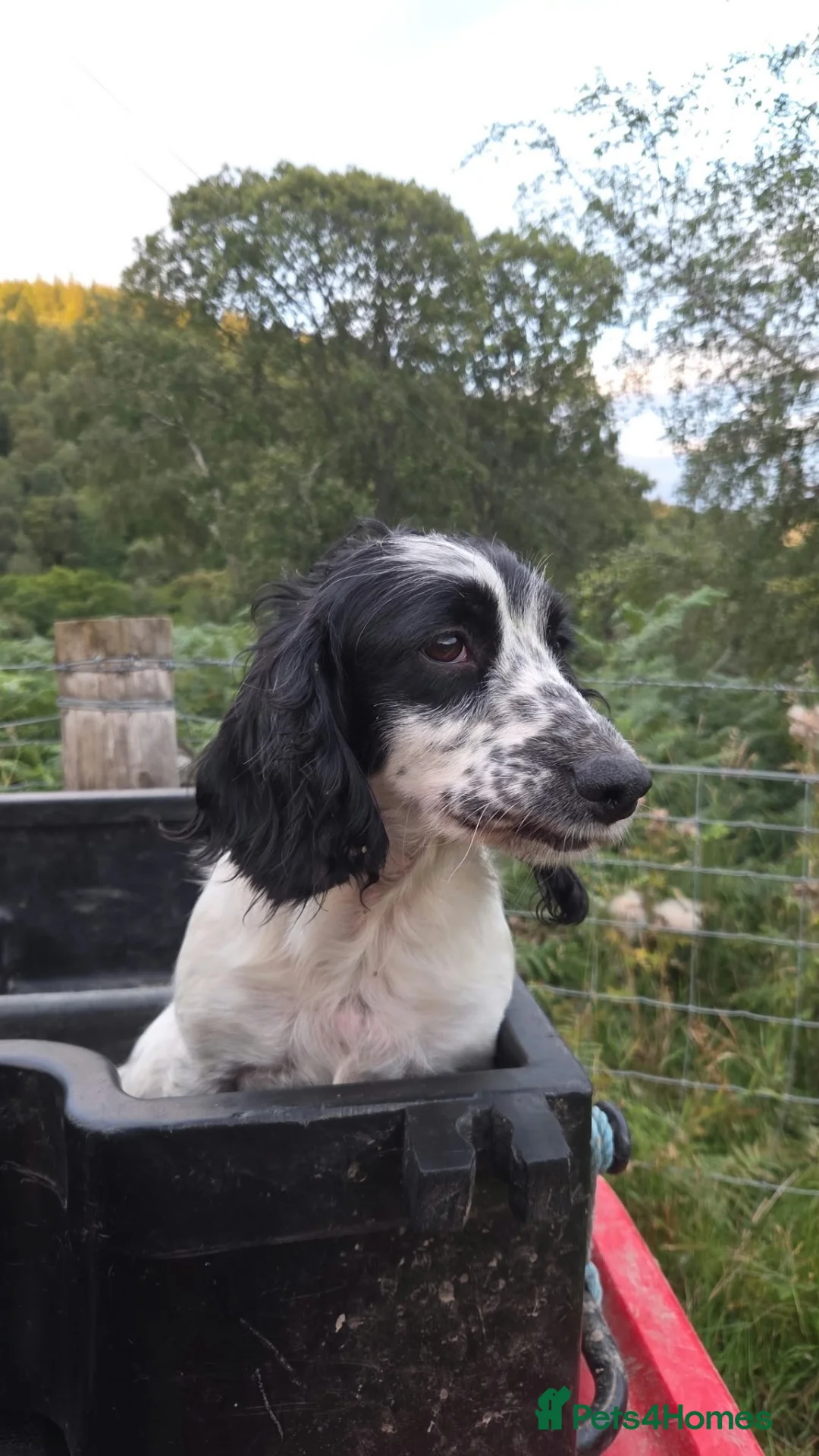 Cocker Spaniel dogs for sale: Cocker Spaniel Pups in Grantown-on-Spey - Advert 1