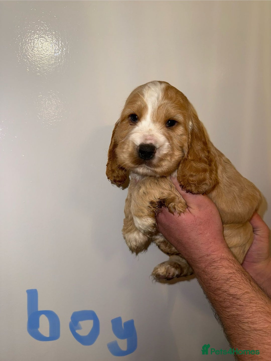 Cocker Spaniel dogs for sale: Kc registered show type cocker spaniels  - Advert 13