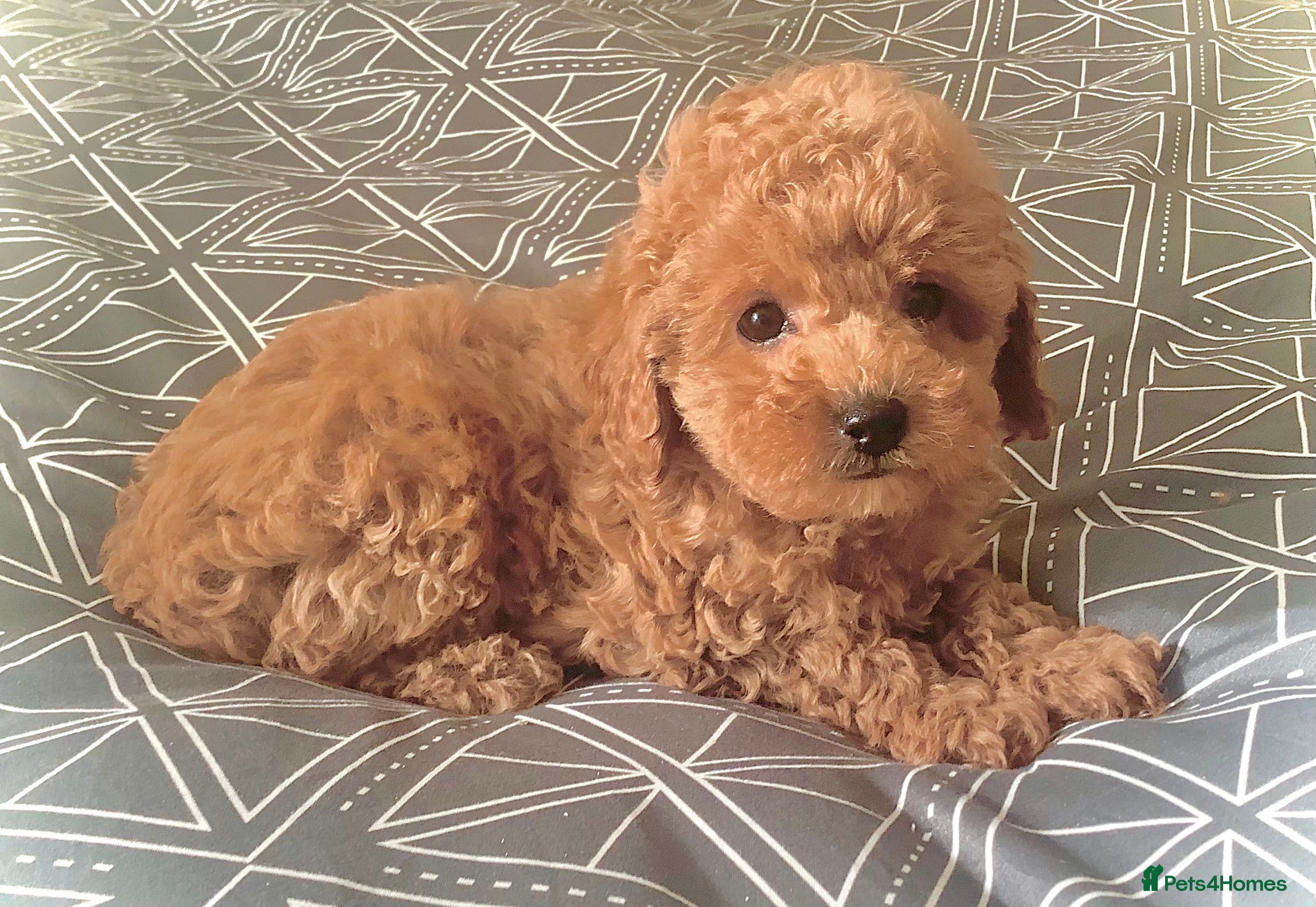 Toy Poodle dogs Tiny poodle puppies from Asian Lines Ready Now - Advert 9