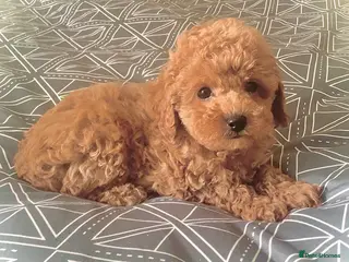 Toy Poodle dogs Tiny poodle puppies from Asian Lines Ready Now - Advert 9